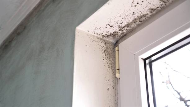 Best Attic Mold Removal  in Terrytown, LA