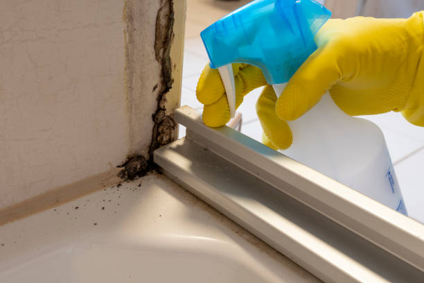 Best Mold Inspection  in Terrytown, LA