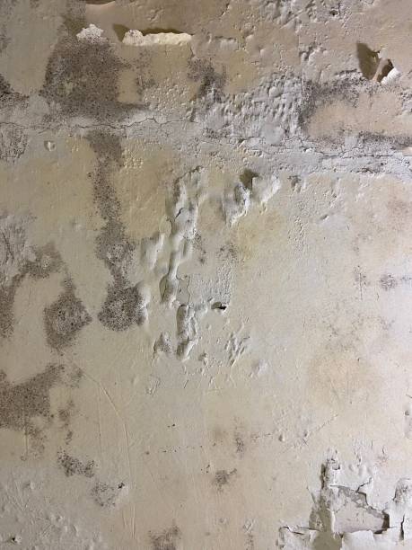 Terrytown, LA Mold Removal Company