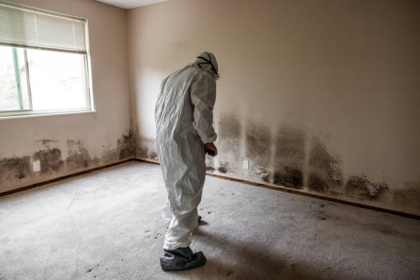 Best Fast Mold Removal  in Terrytown, LA