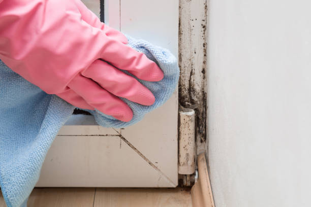 Best Emergency Mold Removal  in Terrytown, LA
