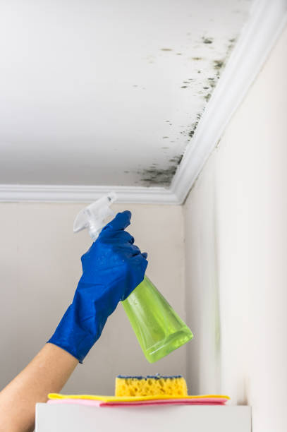 Best Certified Mold Removal  in Terrytown, LA