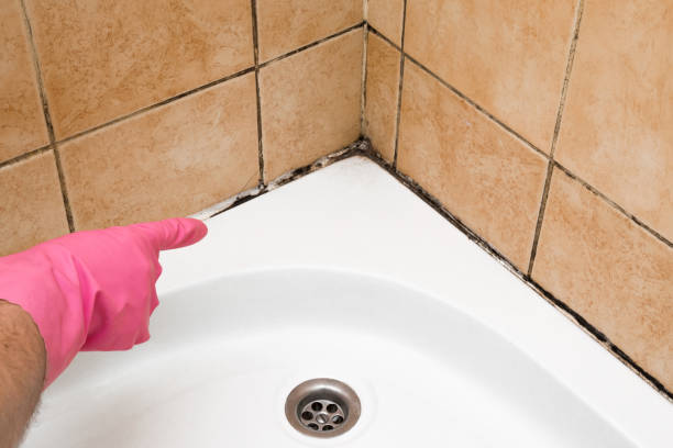 Best Mold Remediation  in Terrytown, LA